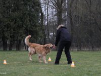 Bendix Obedience Workshop beim VdH Mauer 2016 (91)